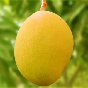 Ewin Mango Tree - 8-12 Inch Fruit Tree Sapling