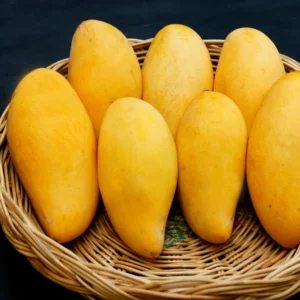 Ewin Mango Plant - Live Plant - 8-12 Inch - Fruit Tree