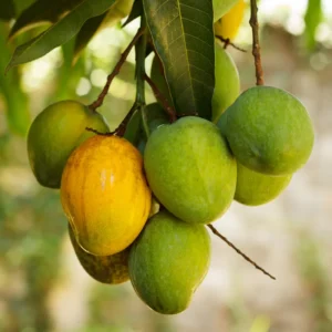 Cogshall Dwarf Mango Tree Grafted - 2-4 Ft Tall Fruit Tree