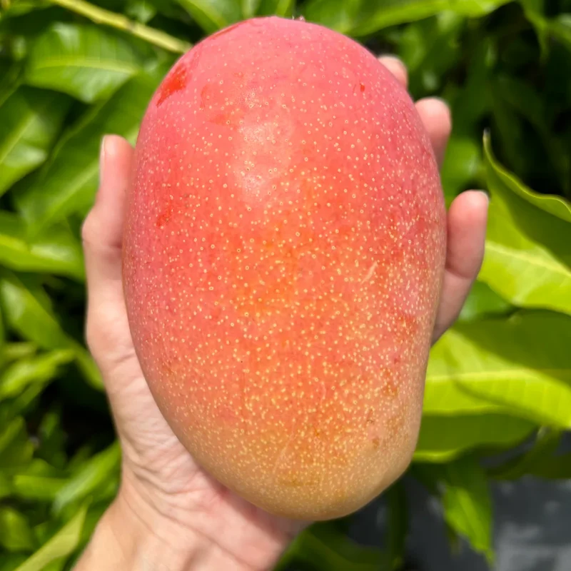 Kesar Mango Tree Grafted - Sweet Indian Mango Variety - 2-4 Feet Tall