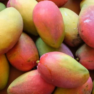 Kesar Mango Tree Grafted - Sweet Indian Mango Variety - 2-4 Feet Tall