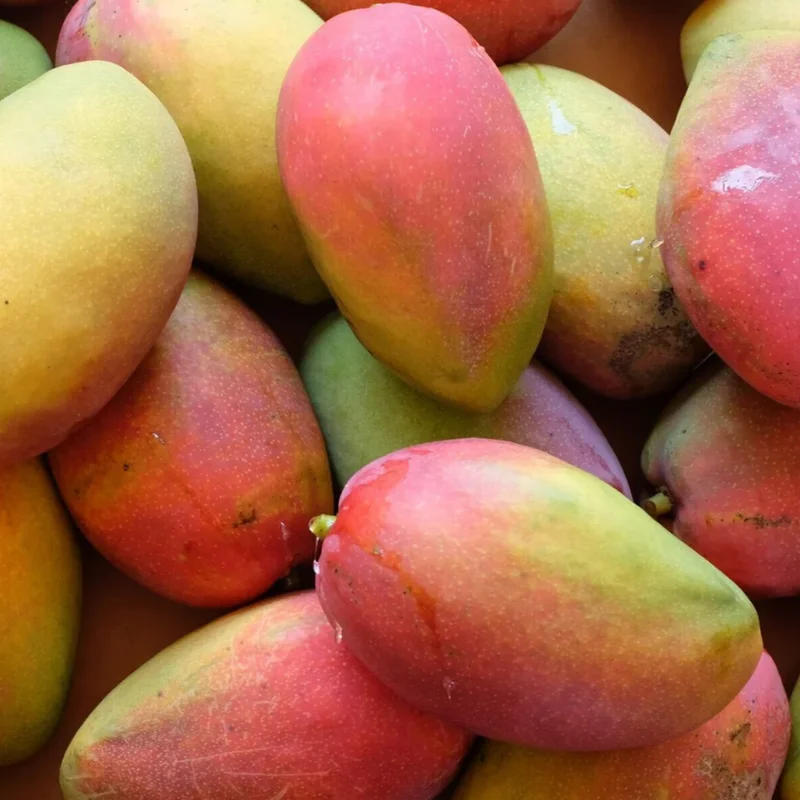 Kesar Mango Tree Grafted - Sweet Indian Mango Variety - 2-4 Feet Tall