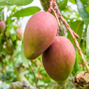 Kesar Mango Tree - 2-4 Feet Tall - Fruit Bearing Plant - Grow Your Own Mangoes