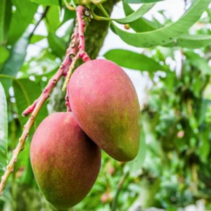Kesar Mango Tree - 2-4 Feet Tall - Fruit Bearing Plant - Grow Your Own Mangoes