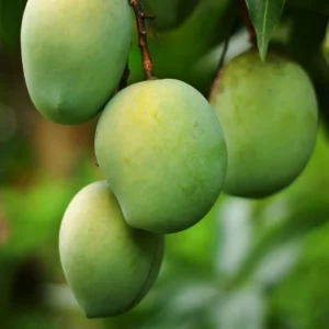 Malika Dwarf Mango Tree 3-4 Feet - Fruit Tree - Easy to Grow Mangoes