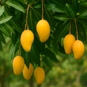 Malika Mango Tree Cold Hardy 3-4 ft Tall - Exotic Fruit Tree