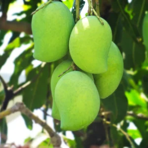 Malika Mango Tree Cold Hardy 3-4 ft Tall - Exotic Fruit Tree