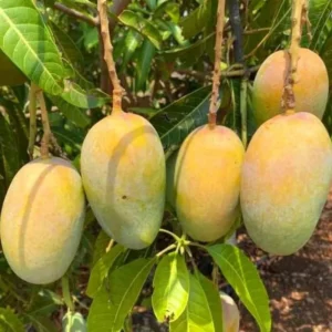 Malika Mango Tree Cold Hardy 3-4 ft Tall - Exotic Fruit Tree