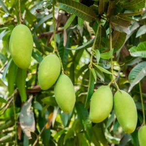 Malika Mango Tree Cold Hardy 3-4 ft Tall - Exotic Fruit Tree