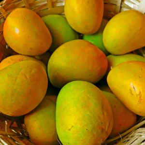 Alphonso Mango Tree Grafted - 2-3 Feet Tall - Fruit Tree Sapling