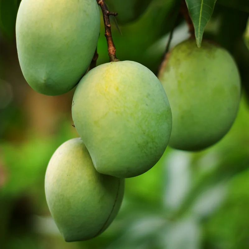 Alphonso Mango Tree Grafted - 2-3 Feet Tall - Fruit Tree Sapling