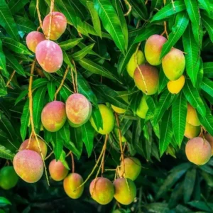 Alphonso Mango Tree Grafted - 2-4 ft Tall - Delicious Fruit Tree