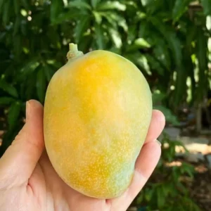 Alphonso Mango Tree Grafted - 2-4 ft Tall - Delicious Fruit Tree