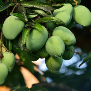 Alphonso Mango Tree Grafted - 2-4 ft Tall - Delicious Fruit Tree