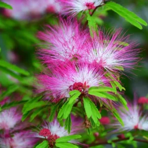Mimosa Persian Silk Tree - 6-8 Inch Seedling - Ornamental Tree