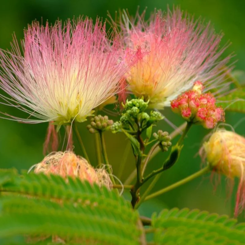 Mimosa Persian Silk Tree - 6-8 Inch Seedling - Ornamental Tree