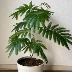 Mimosa Persian Silk Tree - Live Plant - 6-10 Inch Size