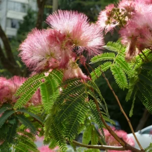 Mimosa Persian Silk Tree - Live Plant - 6-10 Inch Size