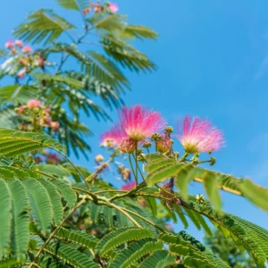 Mimosa Persian Silk Tree - 6-8 Inch Seedling - Ornamental Tree