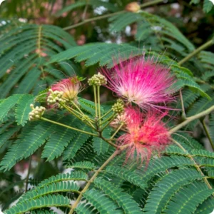 Mimosa Persian Silk Tree - 6-8 Inch Seedling - Ornamental Tree