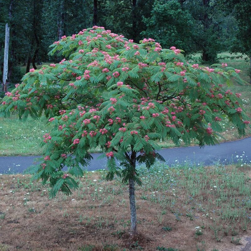 Mimosa Persian Silk Tree - 6-8 Inch Seedling - Ornamental Tree