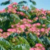 Mimosa Persian Silk Tree - Live Plant - 6-10 Inch Size