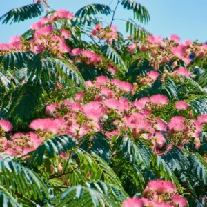Mimosa Persian Silk Tree - Live Plant - 6-10 Inch Size