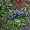 Oregon Mountain Huckleberry Plants - Set of 3 Live Plants 8-12 Inch