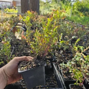 Oregon Mountain Huckleberry Plants - Set of 3 Live Plants 8-12 Inch
