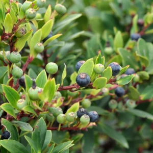 Oregon Mountain Huckleberry Plants - Set of 3 Live Plants 8-12 Inch