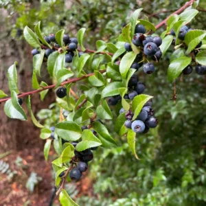 Oregon Mountain Huckleberry Plants - Set of 3 Live Plants 8-12 Inch