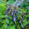 Oregon Mountain Huckleberry Plants - Set of 6 Live Plants 8-12 Inch