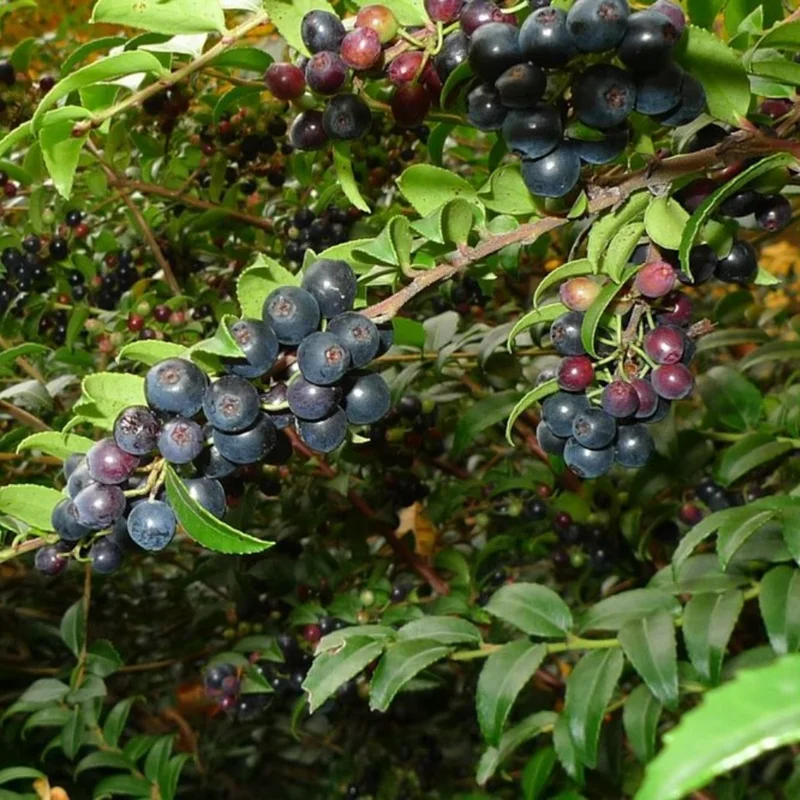 Oregon Mountain Huckleberry Plants - Set of 6 Live Plants 8-12 Inch