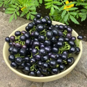 Oregon Mountain Huckleberry Plants - Set of 6 Live Plants 8-12 Inch
