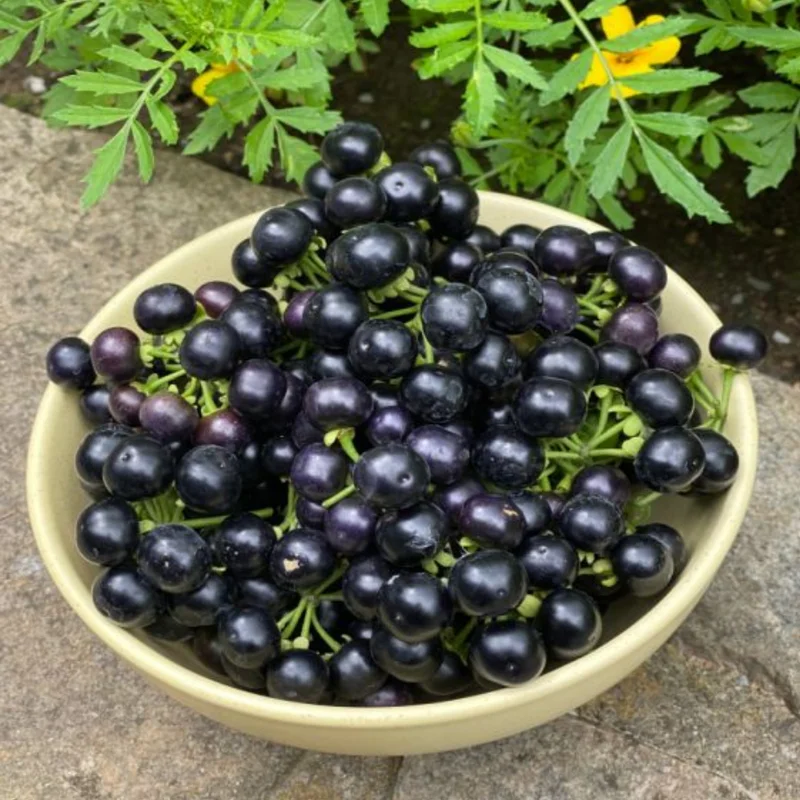 Oregon Mountain Huckleberry Plants - Set of 6 Live Plants 8-12 Inch