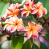 Hawaiian Plumeria Flower Cutting - 8 to 10 Inch - Tropical Blooms