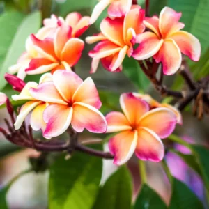 Hawaiian Plumeria Flower Cutting - 8 to 10 Inch - Tropical Blooms
