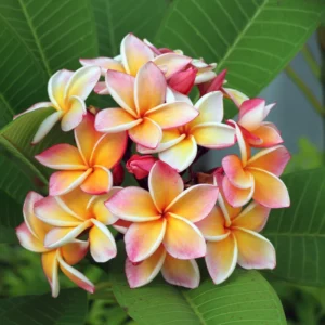 Hawaiian Plumeria Cutting - 8-12 Inch - Exotic Flower Plant
