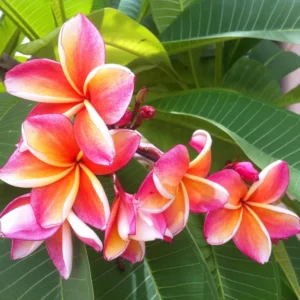 Hawaiian Plumeria Flower Cutting - 8 to 10 Inch - Tropical Blooms