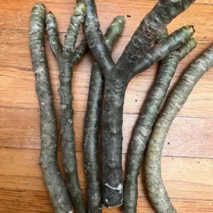 Hawaiian Plumeria Cutting - 8-12 Inch - Exotic Flower Plant