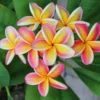 Hawaiian Plumeria Cutting Set - 8-12 Inch - Tropical Flowers