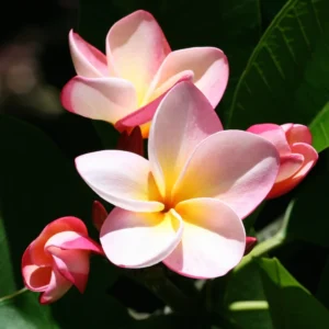 Hawaiian Plumeria Cutting Set - 8-12 Inch - Tropical Flowers