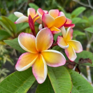 Hawaiian Plumeria Cutting Set - 8-12 Inch - Tropical Flowers