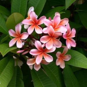 Hawaiian Plumeria Cutting Set - 8-12 Inch - Tropical Flowers