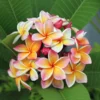 Plumeria Cuttings Hawaiian Flower - 8 to 10 Inch - Tropical Plant Starters