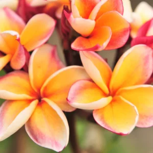 Plumeria Cuttings Hawaiian Flower - 8 to 10 Inch - Tropical Plant Starters