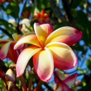 Plumeria Cuttings Hawaiian Flower - 8 to 10 Inch - Tropical Plant Starters