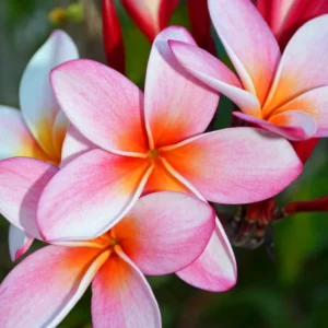 Plumeria Cuttings Hawaiian Flower - 8 to 10 Inch - Tropical Plant Starters