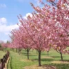 Kwanzan Cherry Tree Live Plant, Pink Cherry Blossom Plant Live from 6 to 12 Inc Height, 3 Inc Container