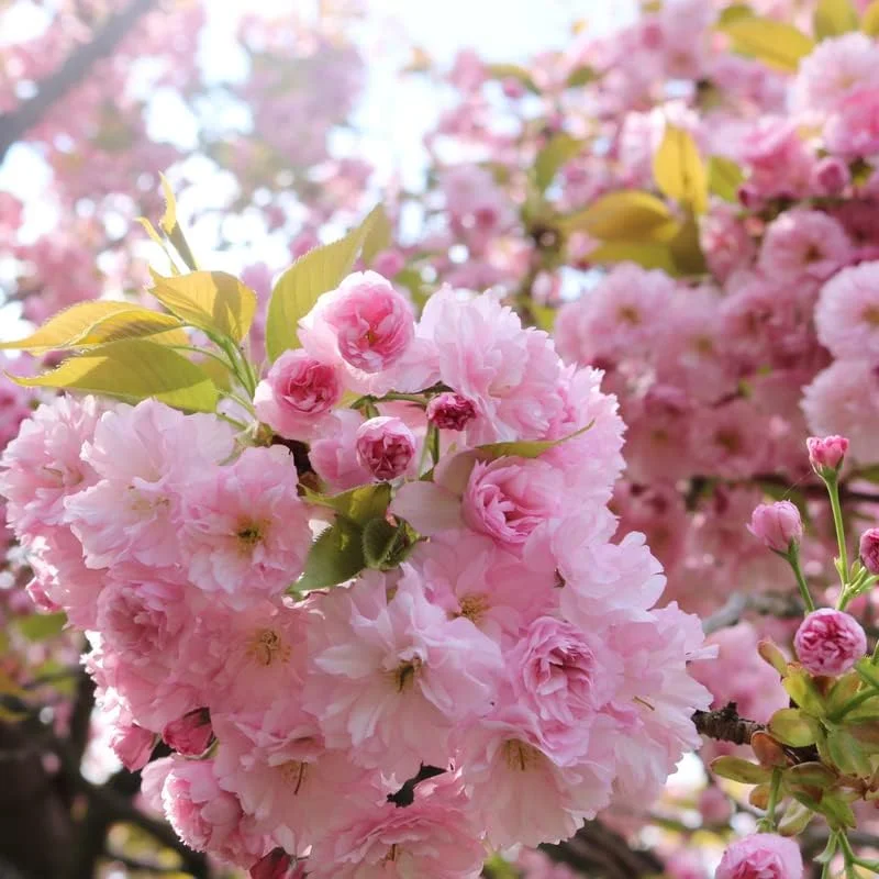 Kwanzan Cherry Tree Live Plant, Pink Cherry Blossom Plant Live from 6 to 12 Inc Height, 3 Inc Container